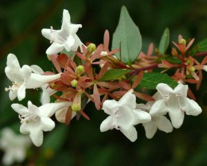 Abelia-grandiflora-300×240-1