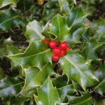 ilex-aquifolium-150×150
